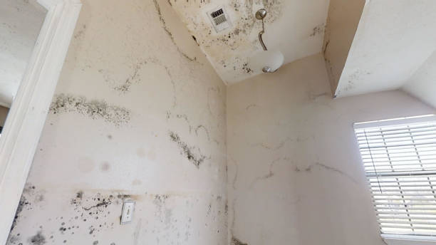 Best Air Quality Testing for Mold Spores  in Johnsonville, SC