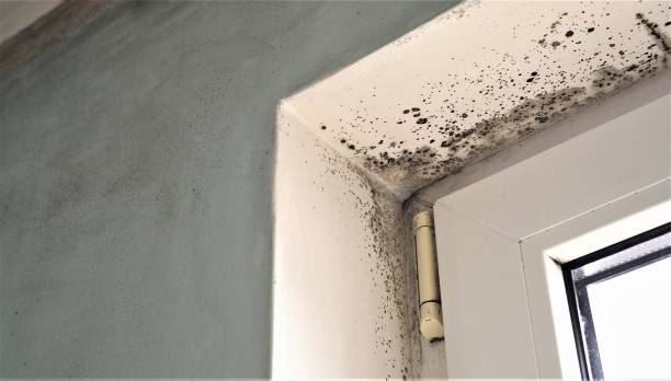 Best Airborne Mold Testing  in Johnsonville, SC