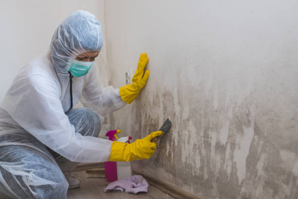 Best Commercial Mold Inspection  in Johnsonville, SC