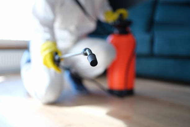 Reliable Johnsonville, SC Mold Removal Solutions
