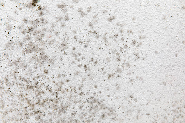 Best Real Estate Mold Inspection  in Johnsonville, SC