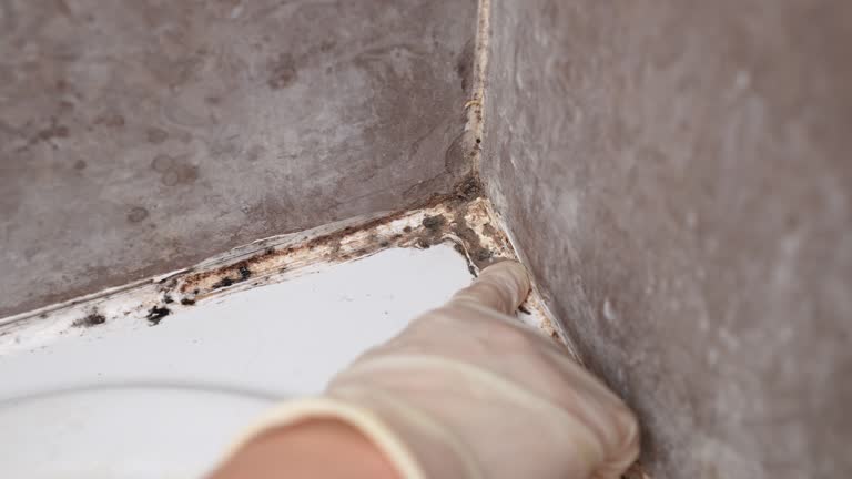 Best Biohazard Mold Removal  in Johnsonville, SC